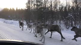 'Like sitting in Santa's sleigh': driver encounters running reindeer in Sweden