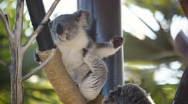Koala-fied: Life as a young koala at the San Diego Zoo