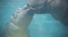 Tony the happy hippo is excelling at swimming at 1 year old