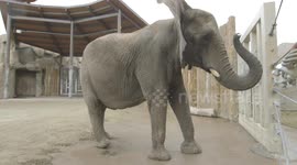 How elephants in Utah are helping cure kids from cancer