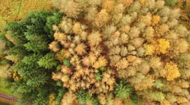 Drone Captures Autumn Colours On Forest Canopy
