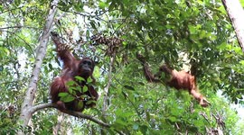 Mother orangutan and baby playing around the trees (Orangutans Borneo)