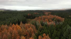 Drone Flight Revealing Autumn Colours At Davagh Forest