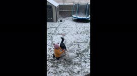 Snow way! Edmonton dog decides to knock over little girl's snowman and makes her cry