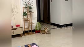 Tiny corgi carries away much larger bag of food in hilarious fashion