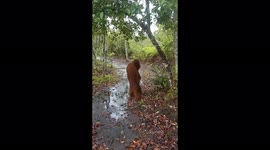 Encountering a Young Male Orangutan in the Forest of Borneo (Part 1)