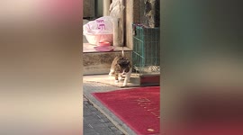 Cat walking on slippery floor looks as if it is using a treadmill