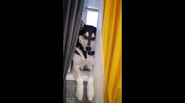 Husky dog talks to the owner and is unhappy with how he was walked