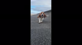 Floppy ears problems basset hound dog battles with the wind