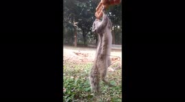 Brawny squirrel hangs from biscuit while munching on the treat