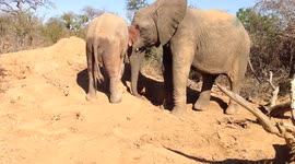 Orphaned elephants Timisa and Khanyisa play on a sand dune in the wilderness of their new home