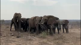 The Jabulani herd of elephants circle around orphaned calf Khanyisa in a loving circle of protection