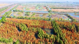 Drone Footage Of Winter Colorful Wetland In Suqian City, China