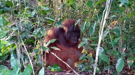 An adult male orangutan is having fun eating pineapples in the morning
