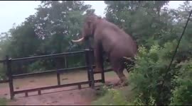 Elephant easily climbs over iron fence in India designed to keep it out