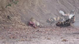 Incredible scene as African wild dogs, hyenas and leopard battle it out over carcass
