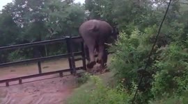 Oof! Elephant gets stuck as it clambers over a fence in southern India