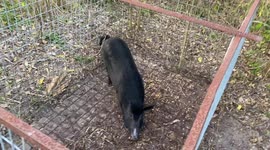 Wild pig corralled at South Florida golf course