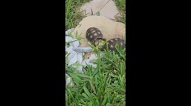 South Florida Tortoise Lunchtime