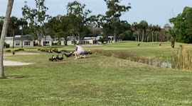 Golfer feeds the ducks on a on private golf course in Miami Beach!