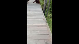 Orangutan Injured After Fighting (Orangutans Kalimantan/Borneo)