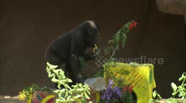 This Amazing Gorilla Takes a Tumble! The Only Way to Celebrate a Birthday!