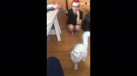 'Owner can't stop laughing as declawed cat fails to jump onto a table due to poor grip'