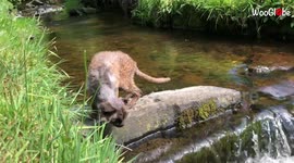 'Cat pretends to be a monkey; falls in water'