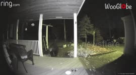 'CCTV footage shows curious bear roaming outside Connecticut woman's house '