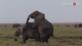 Elephants caught in the act of mating