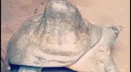 Rare giant tortoise shape like shivling rescued from India riverbank