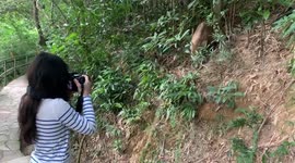 Human and wild boars might end their peaceful coexistence in Hong Kong under new culling policy