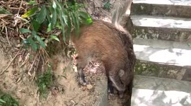 Close encounters with wild boars in Hong Kong as city launches a cull