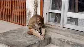 Mother monkey adopts puppies and protects them from stray animals in northern India