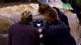 Zookeepers harvest DNA from dead rhino to help save the threatened species