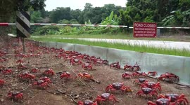 Tens of millions of migrating red crabs scuttle across roads and bridges on Australian island