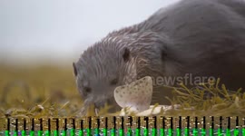 OTTER-EGO! CREATURE’S FACIAL EXPRESSION TURNS FROM FUN TO FEROCIOUS IN A MATTER OF SECONDS AS HE HUNTS FOR FISH