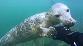 Loved-up seals put on amorous display for underwater camera operator