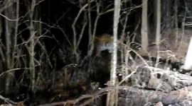 Chinese motorist calmly records close encounter with wild Siberian tiger