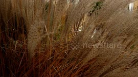 b roll of rushes ebb and flow in the autumn wind of November