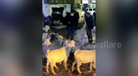Residents help catch dozens of goats after transport truck flips over in northern China