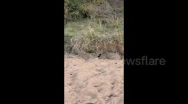 Who's laughing now? Sneaky leopard steals meal from beneath hyena's nose