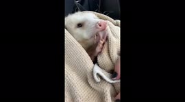 American opossum cleaning his hands while wrapped in a towel.