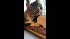 Love knows no species barrier as grateful cat licks kind rat cleaning its fur