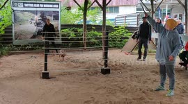 Dog normal jumping / pitbull / amstaff / dog sports / strongest dogs