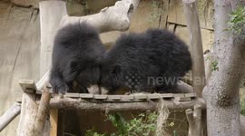These Brand New Sloth Bears Are Showing Off in the Most Adorable Ways!