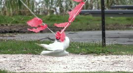 The joys of Spring – Cockatoo gymnasts working out on a line of safety flags.