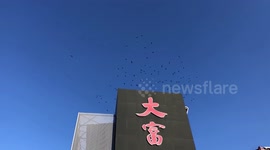 Crows struggle to fly against strong wind in China