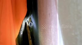 Huge wild gecko caught behind family’s shelves