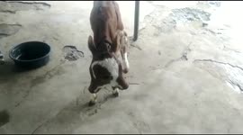 Cow Gives Birth to a Rare Calf With 2 Heads & 4 Eyes in Madhya Pradesh